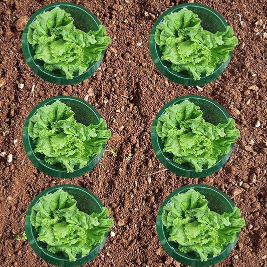 Copper Plant Collars - Snail Slug Protection for Garden Seedlings