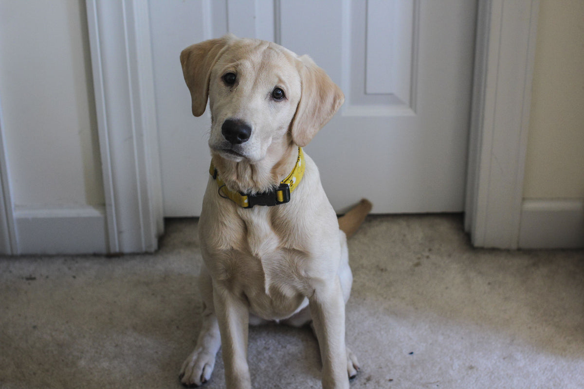 A Labrador sitting calmly indoors by a closed front door, illustrating a tidy dog-walking station