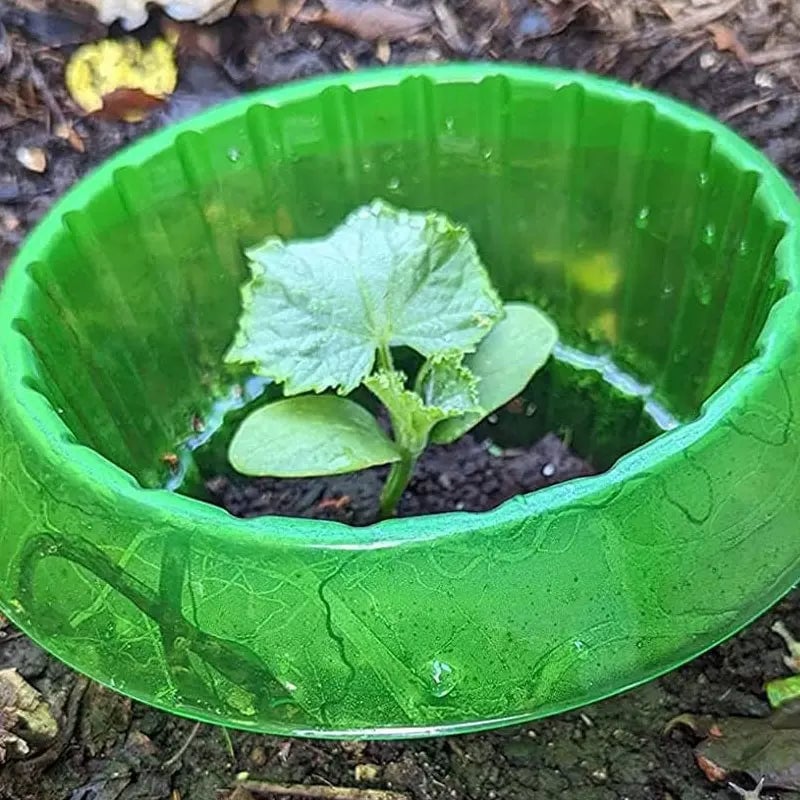 Copper Plant Collars - Snail Slug Protection for Garden Seedlings
