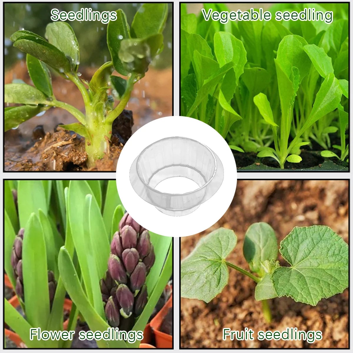 Copper Plant Collars - Snail Slug Protection for Garden Seedlings