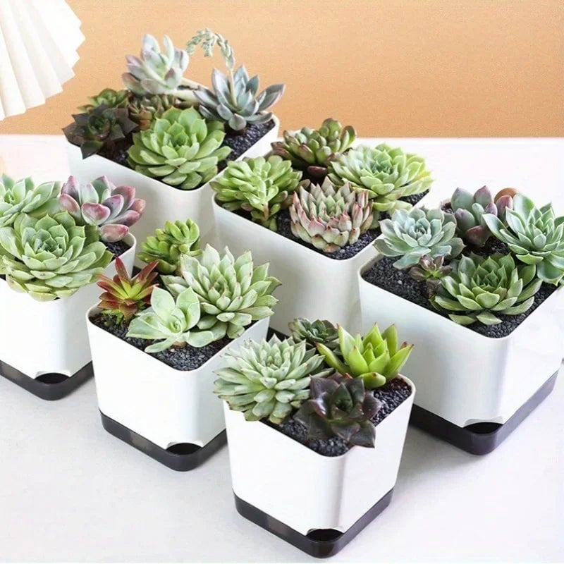 5Pcs Self Watering Plant Pots with Drainage Saucer Indoor Outdoor