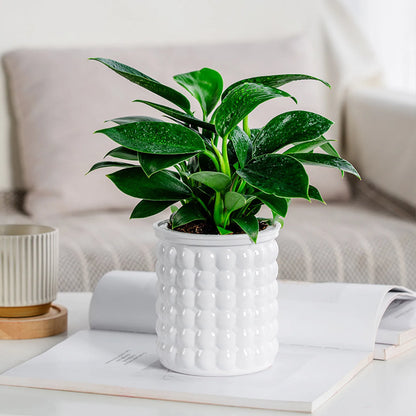 Self Watering Hydroponic Planter - Plastic Succulent Pot Tabletop