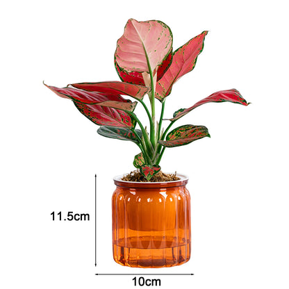 Self Watering Hydroponic Planter - Plastic Succulent Pot Tabletop