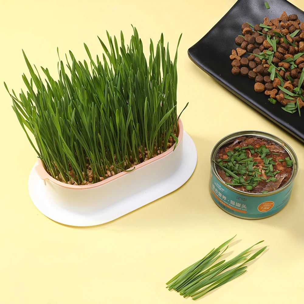 Hydroponic Cat Grass Growing Kit - Indoor Pet Sprouting Dish
