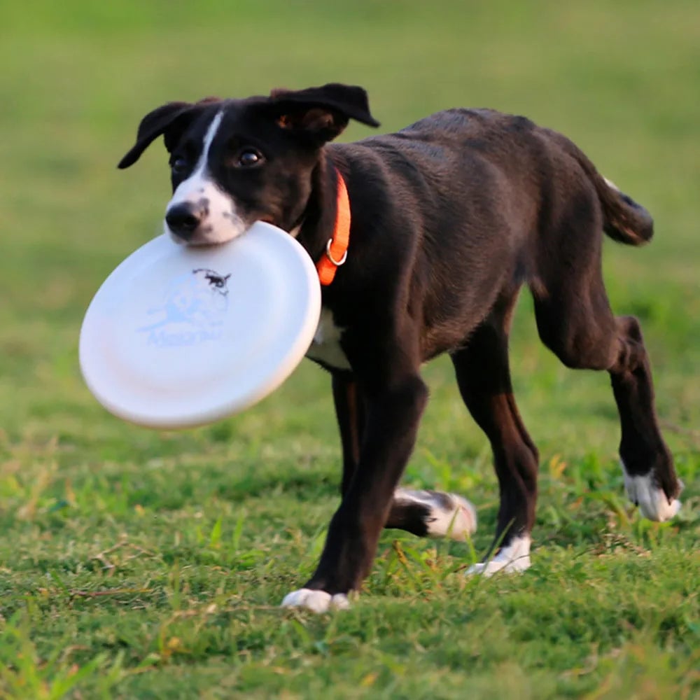 Durable Lightweight Dog Training Disc - Pet Exercise Frisbee Toy