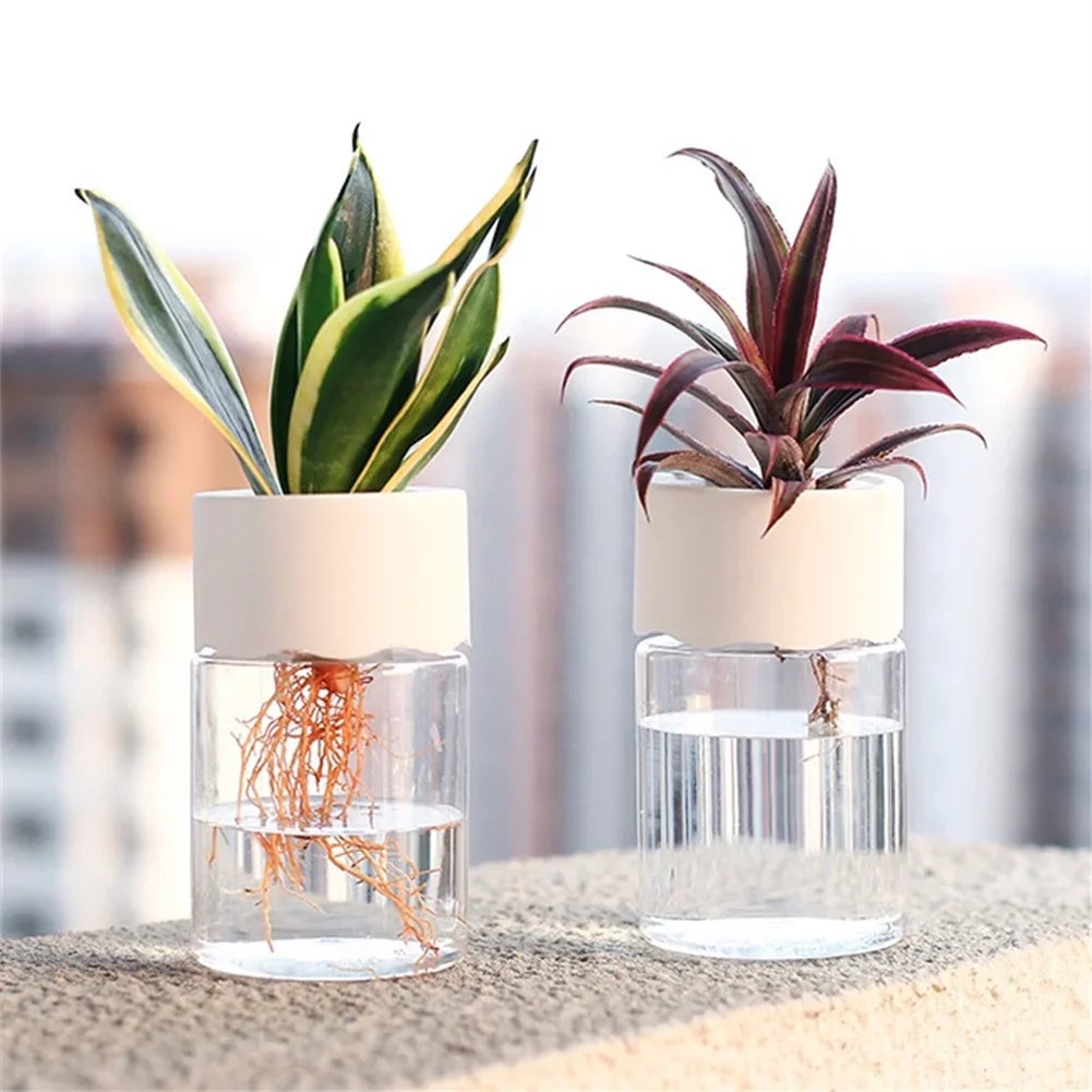 Mini Hydroponic Glass Vase - Transparent Soilless Plant Pot
