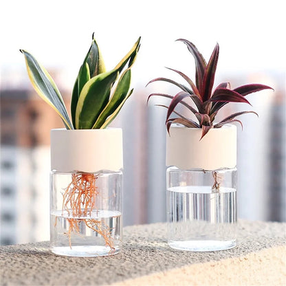 Mini Hydroponic Glass Vase - Transparent Soilless Plant Pot