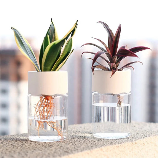 Mini Hydroponic Glass Vase - Transparent Soilless Plant Pot