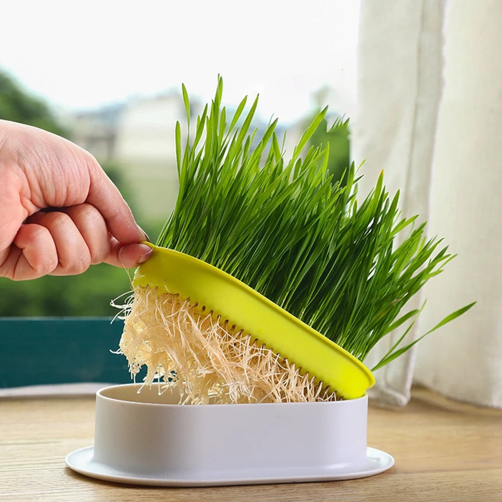 Hydroponic Cat Grass Growing Kit - Indoor Pet Sprouting Dish
