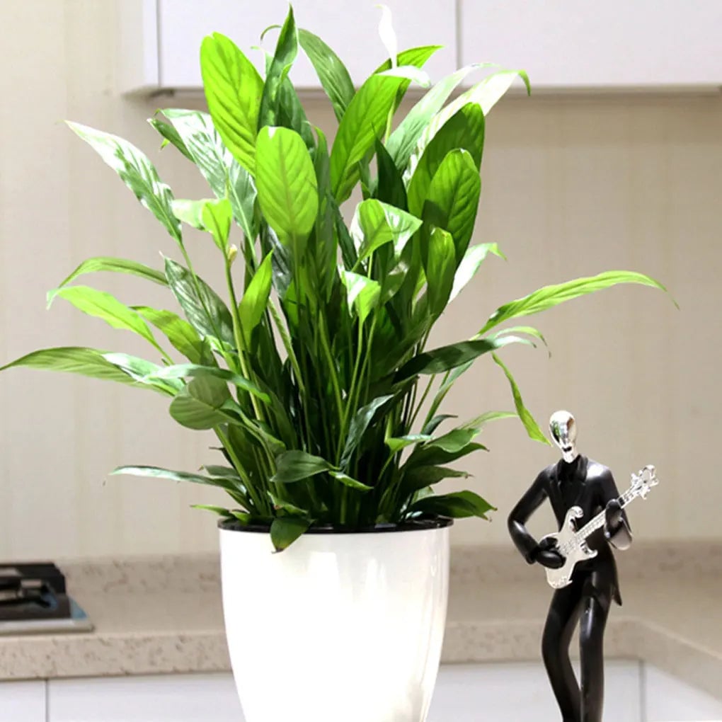 Self Watering Plant Pot - Durable Herb Vegetable Flower Planter