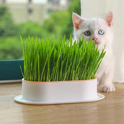 Hydroponic Cat Grass Growing Kit - Indoor Pet Sprouting Dish