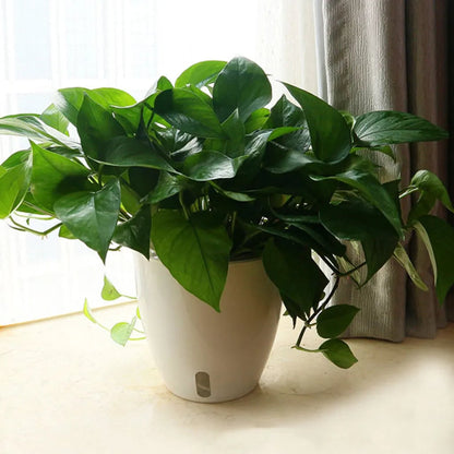 Self Watering Plant Pot - Durable Herb Vegetable Flower Planter
