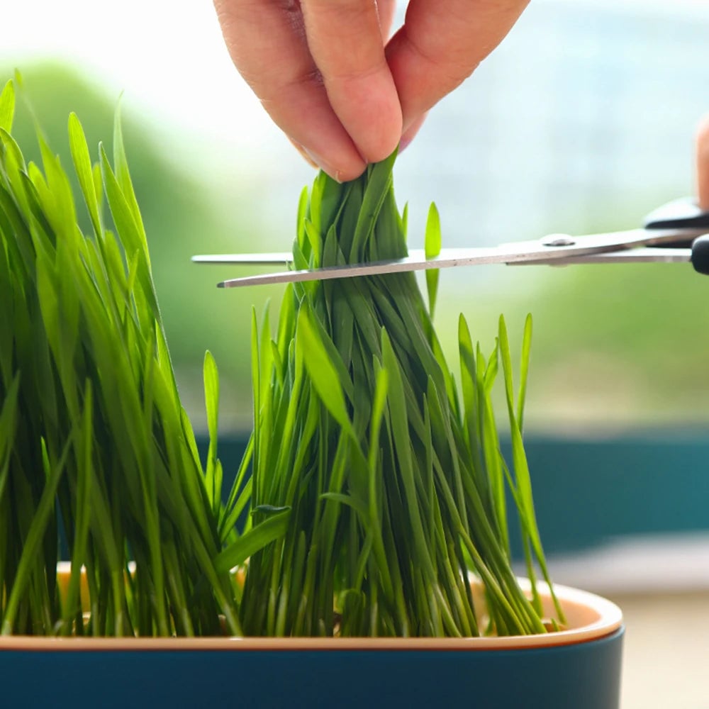 Hydroponic Cat Grass Growing Kit - Indoor Pet Sprouting Dish