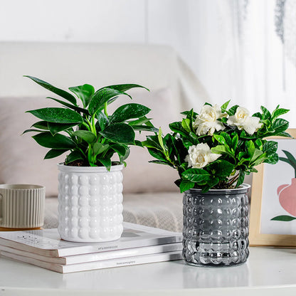 Self Watering Hydroponic Planter - Plastic Succulent Pot Tabletop