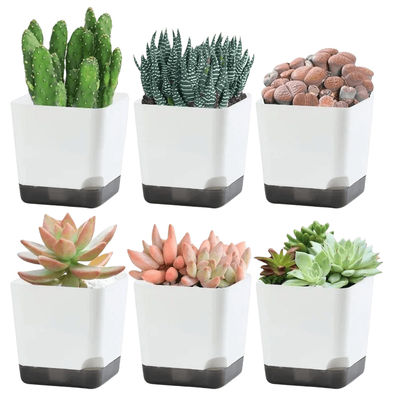 5Pcs Self Watering Plant Pots with Drainage Saucer Indoor Outdoor