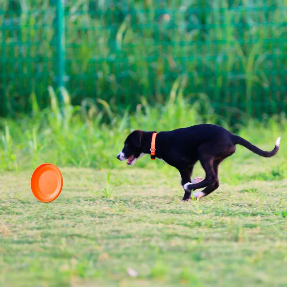 Durable Lightweight Dog Training Disc - Pet Exercise Frisbee Toy